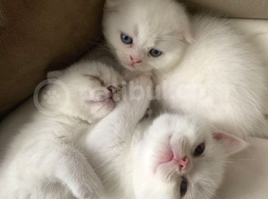 Scottish Fold British Shorthair Beyaz Yavru Melekler görsel