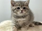 Blue Tabby British Shorthair Erkek Yavrumuz
