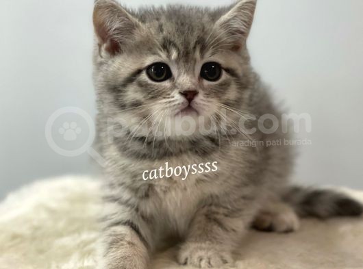 Blue Tabby British Shorthair Erkek Yavrumuz görsel