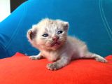 Hatay Scottish Fold