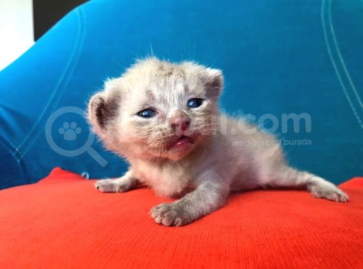Hatay Scottish Fold görsel
