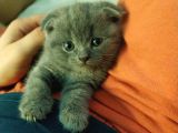 Scottish Fold (Ayıcık Kulaklı) Yavrular