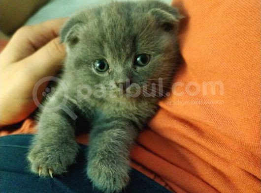 Scottish Fold (Ayıcık Kulaklı) Yavrular görsel
