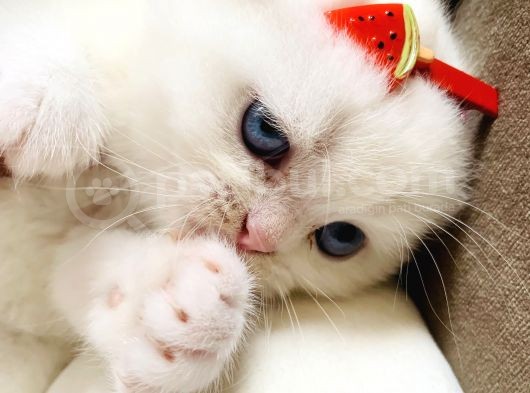 Scottish Fold British Shorthair Beyaz Yavru Melekler görsel