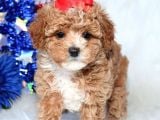 Kendi Uretimimiz Saglik Garantili Maltipoo