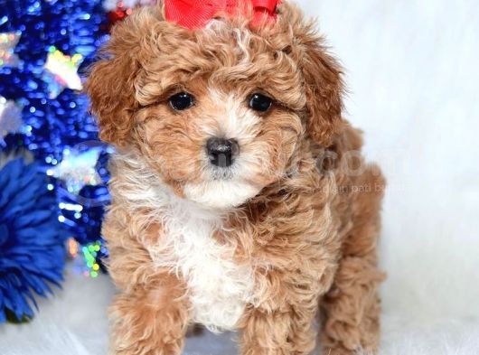 Kendi Uretimimiz Saglik Garantili Maltipoo görsel