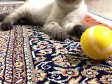 İstanbul Scottish Fold Çikolata Poind Ve Lynx Point Dişiler