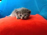 Hatay Scottish Fold