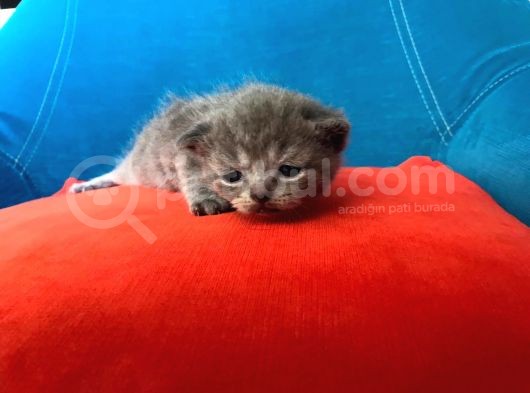 Hatay Scottish Fold görsel