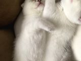 Scottish Fold British Shorthair Beyaz Yavru Melekler