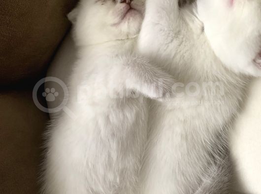 Scottish Fold British Shorthair Beyaz Yavru Melekler