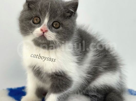 Bi Color British Shorthair Erkek Yavru