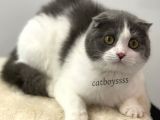 6 Aylık Dişi Bi Color Scottish Fold Yavrumuz