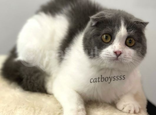 6 Aylık Dişi Bi Color Scottish Fold Yavrumuz görsel