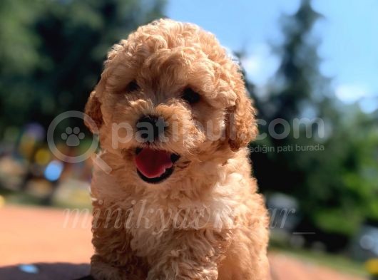 İstanbul Safkan Koyu Apricot Toy Poodle Yavrularimiz görsel