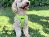 İstanbul Standart Poodle Akıllı Barney