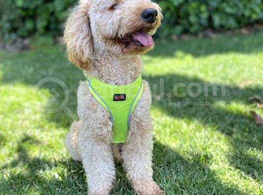 İstanbul Standart Poodle Akıllı Barney görsel