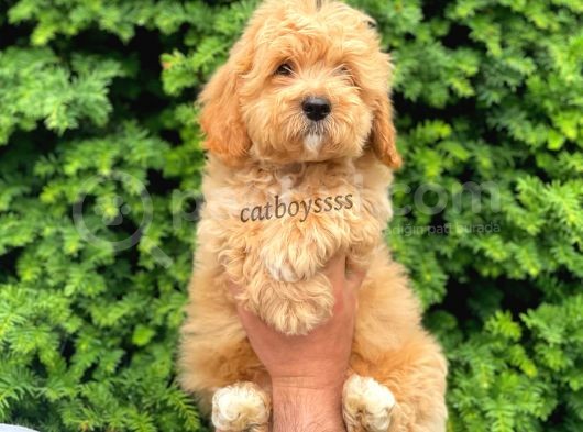 Orijinal Maltipoo Erkek Yavrumuz görsel