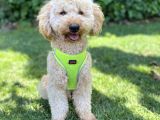 İstanbul Standart Poodle Akıllı Barney