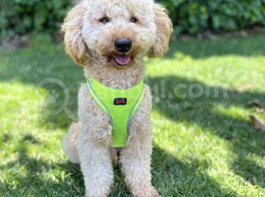 İstanbul Standart Poodle Akıllı Barney görsel