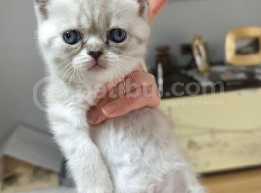 İstanbul Scottish Fold Çikolata Poind Ve Lynx Point Dişiler görsel