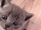 Bursa British Shorthair Bluepoint Yavrumuzu Sahiplendiriyoruz