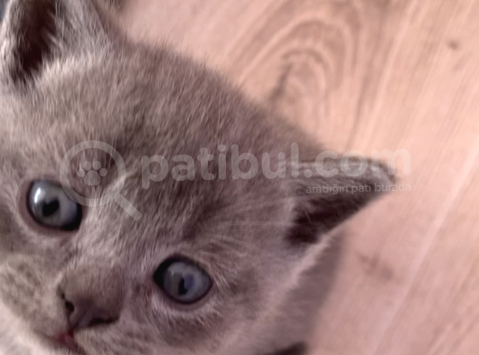 Bursa British Shorthair Bluepoint Yavrumuzu Sahiplendiriyoruz görsel