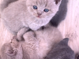 Bursa British Shorthair Bluepoint Yavrumuzu Sahiplendiriyoruz