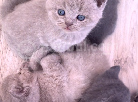 Bursa British Shorthair Bluepoint Yavrumuzu Sahiplendiriyoruz görsel
