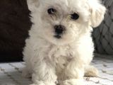İstanbul Tatlı Maltes Terrier Yavruları