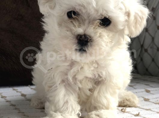 İstanbul Tatlı Maltes Terrier Yavruları görsel