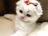 Scottish Fold British Shorthair Beyaz Yavru Melekler