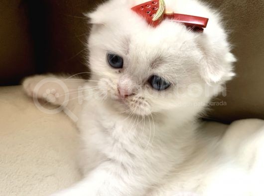 Scottish Fold British Shorthair Beyaz Yavru Melekler görsel