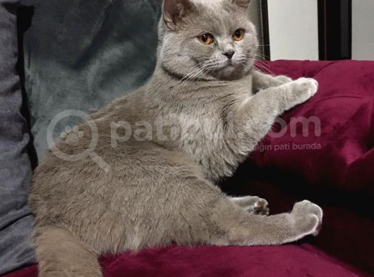İstanbul Brtish Shorthair Oğlumuz görsel