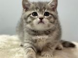 Blue Tabby British Shorthair Erkek Yavrumuz