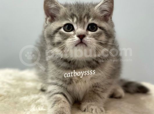 Blue Tabby British Shorthair Erkek Yavrumuz görsel