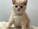 Cream Color British Shorthair Erkek Yavrumuz