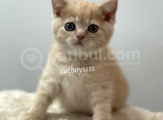 Cream Color British Shorthair Erkek Yavrumuz görsel