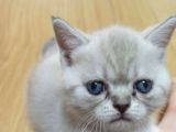 İstanbul Scottish Fold Çikolata Poind Ve Lynx Point Dişiler