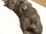 İstanbul Brtish Shorthair Oğlumuz
