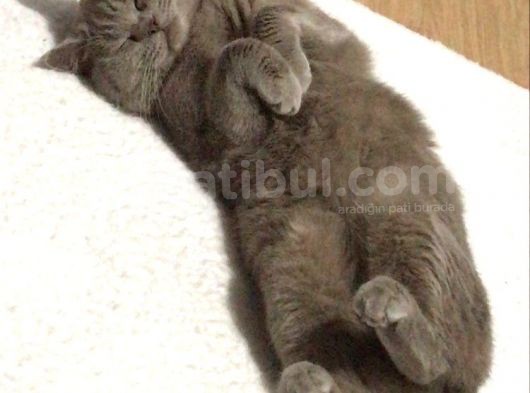 İstanbul Brtish Shorthair Oğlumuz görsel