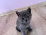 Bursa British Shorthair Bluepoint Yavrumuzu Sahiplendiriyoruz