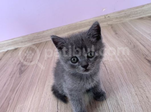Bursa British Shorthair Bluepoint Yavrumuzu Sahiplendiriyoruz görsel