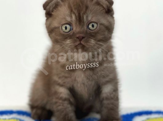 Sevimli Çikolata Scottish Fold Yavrumuz