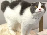 6 Aylık Dişi Bi Color Scottish Fold Yavrumuz