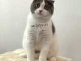 6 Aylık Dişi Bi Color Scottish Fold Yavrumuz