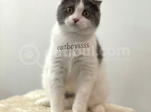 6 Aylık Dişi Bi Color Scottish Fold Yavrumuz görsel