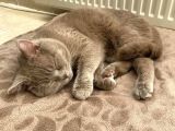 İstanbul Brtish Shorthair Oğlumuz