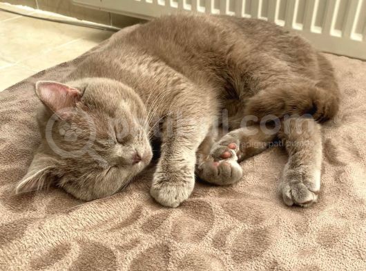 İstanbul Brtish Shorthair Oğlumuz
