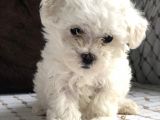 İstanbul Tatlı Maltes Terrier Yavruları